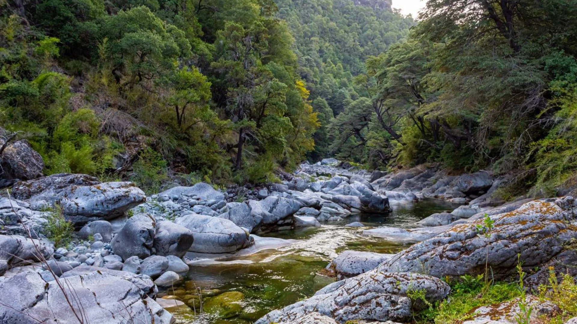 Reserva Nacional Los Huemules del Niblinto