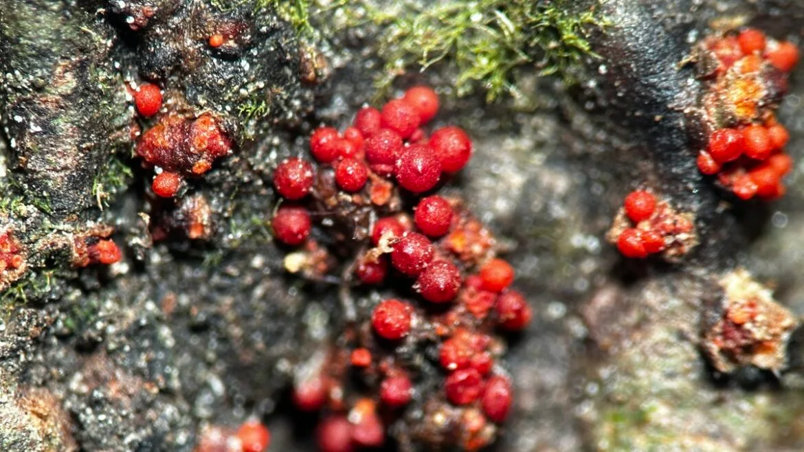 Corinectria constricta